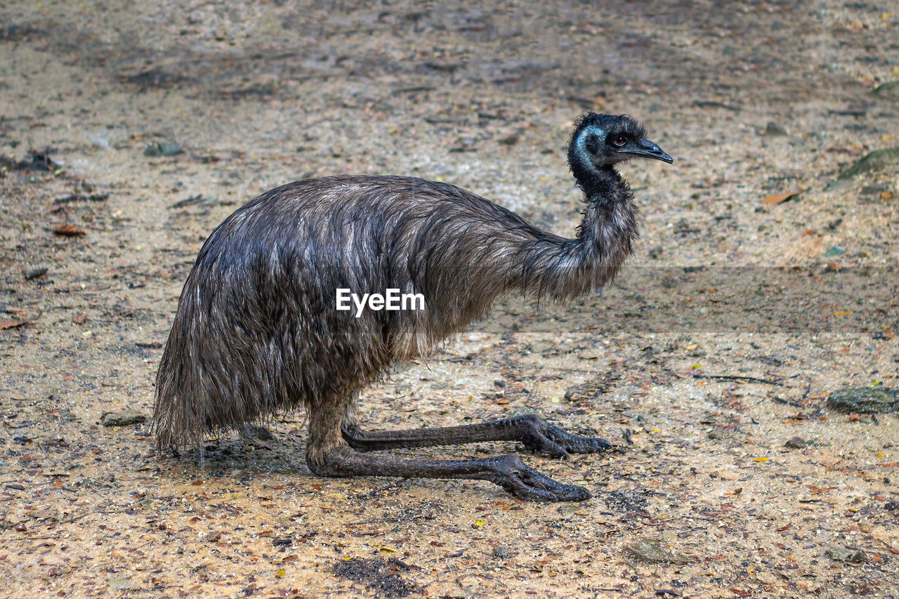 Image of common emu dromaius novaehollandiae on nature background. birds. animals.