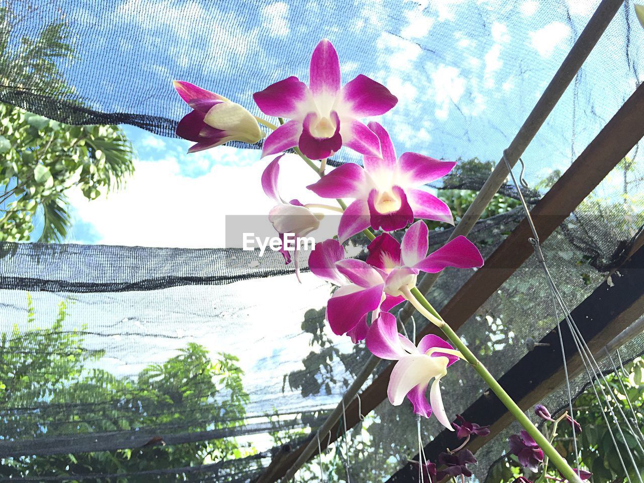 Low angle view of orchids blooming in back yard