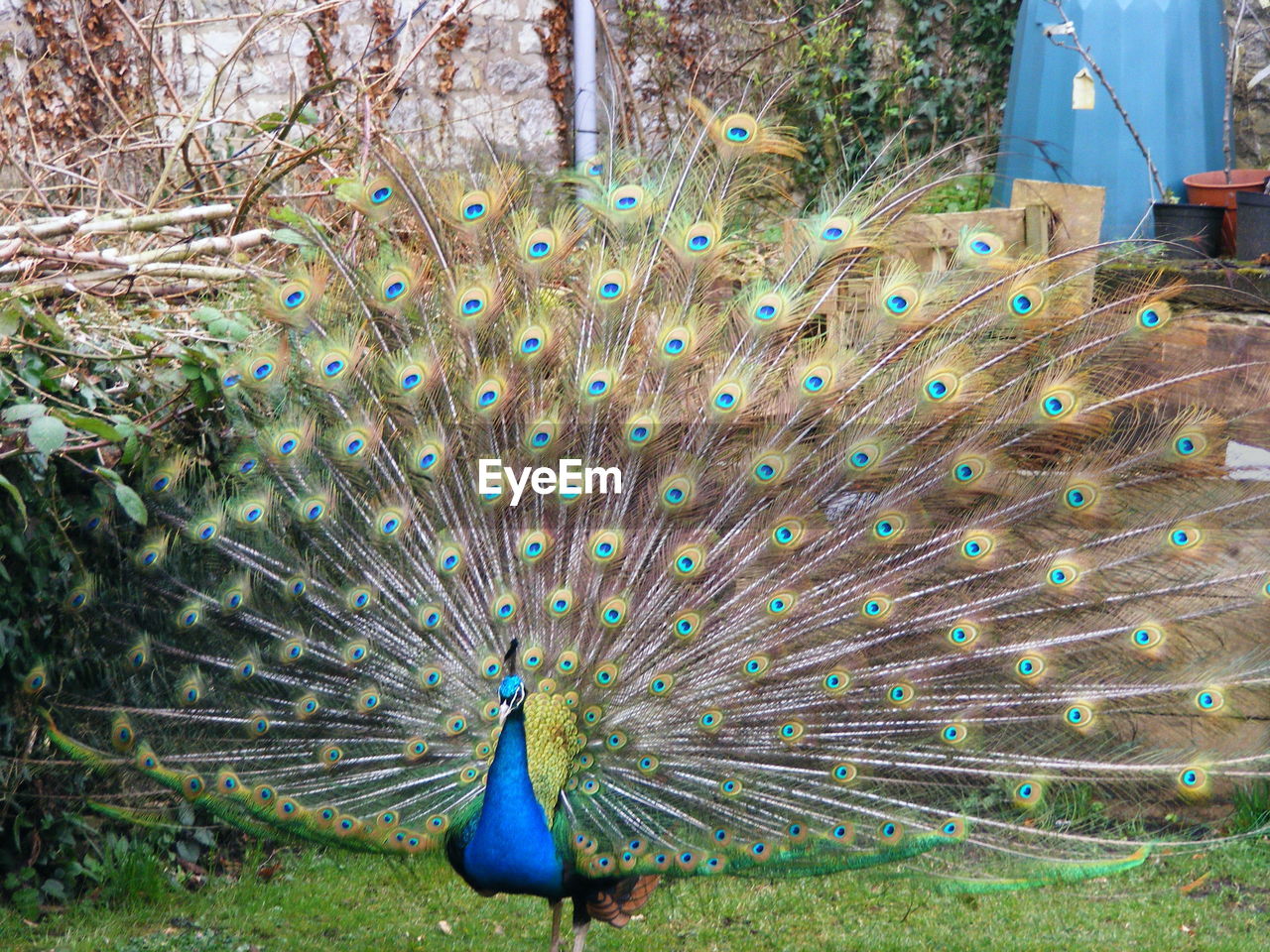 PEACOCK ON GRASS