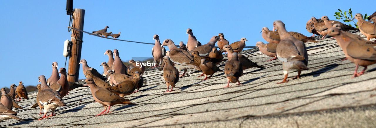 Side view of birds perched on ground