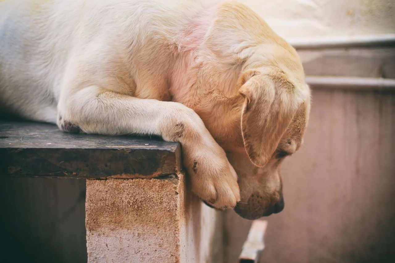 CLOSE-UP OF DOG WITH MOUTH OPEN