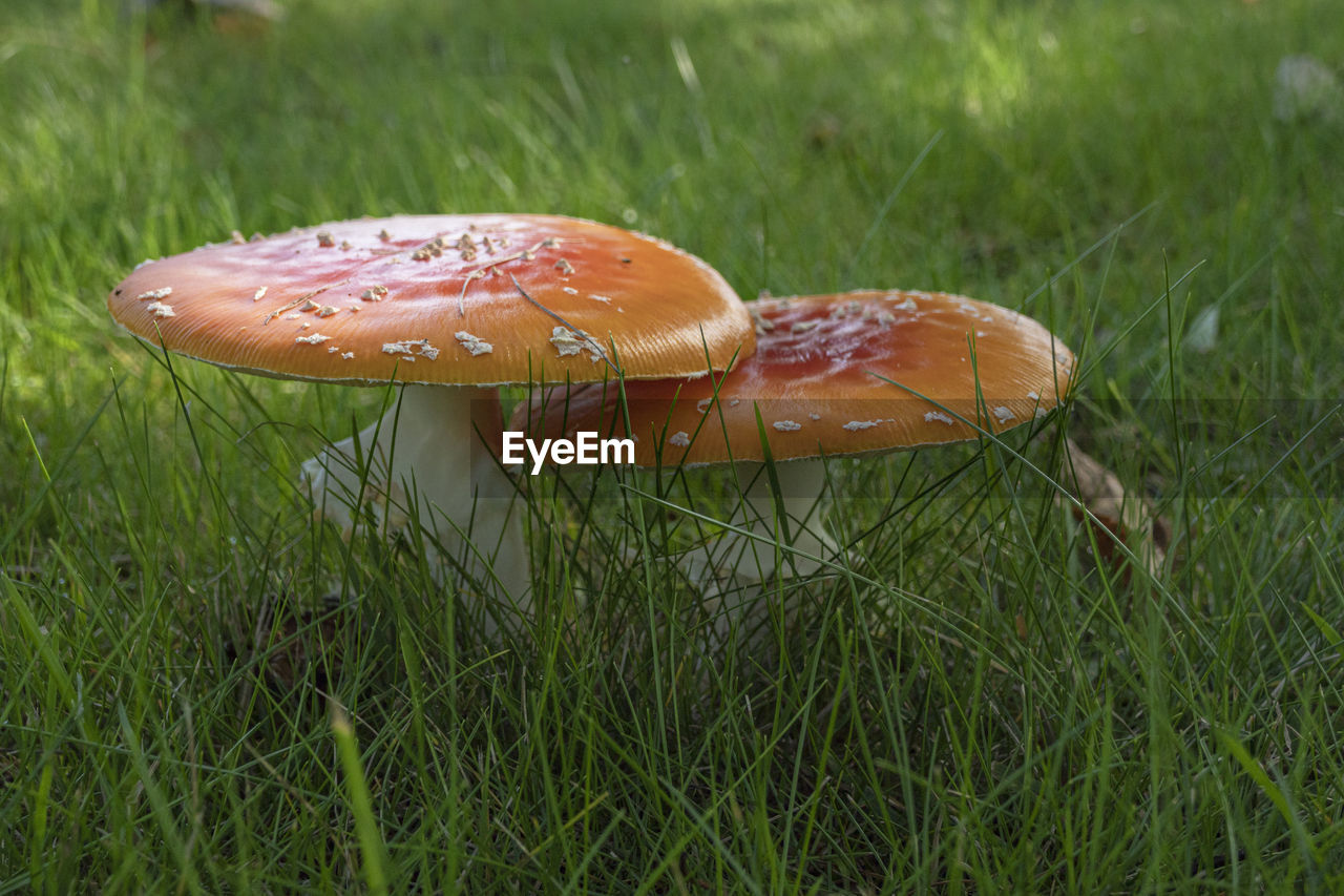 CLOSE-UP OF MUSHROOMS ON FIELD