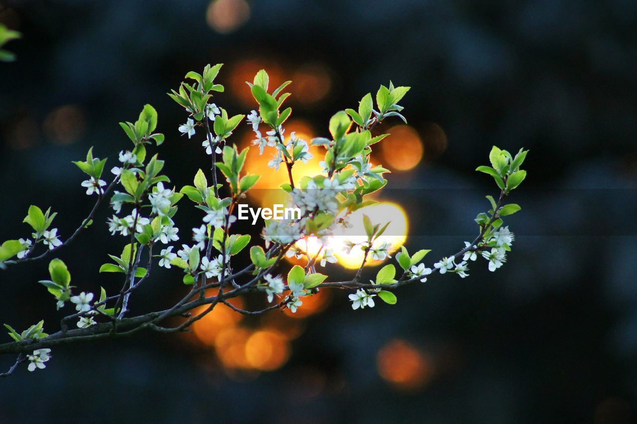 Close-up of white flowers and leaves