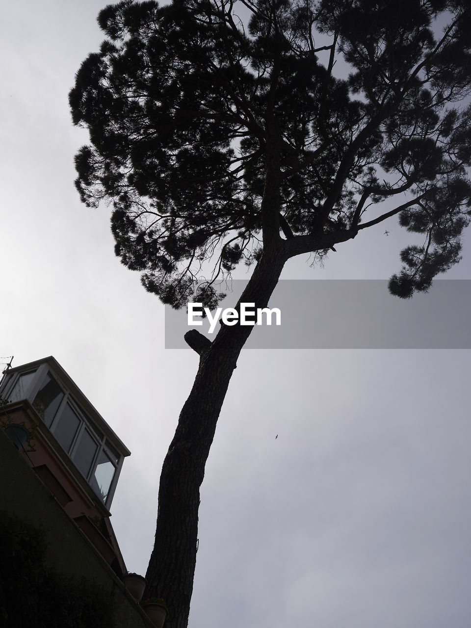 LOW ANGLE VIEW OF SILHOUETTE TREE AGAINST BUILDING AGAINST SKY