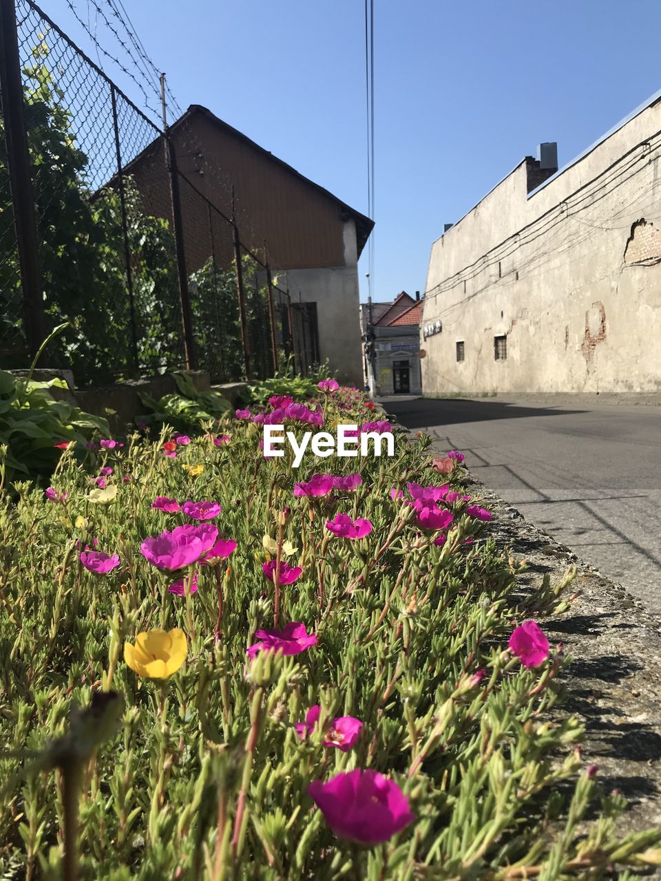 PINK FLOWERING PLANTS AGAINST BUILDING