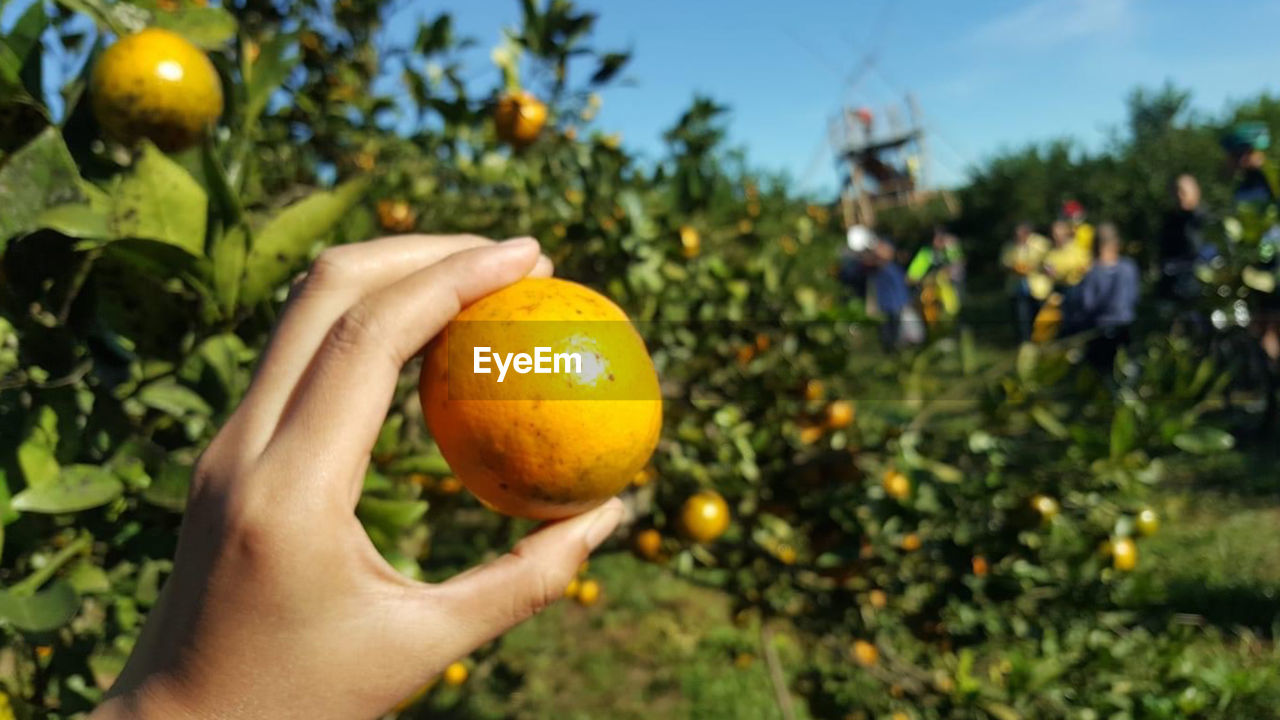 Cropped hand holding oranges