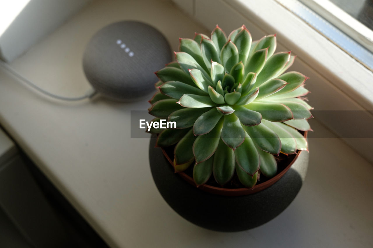 HIGH ANGLE VIEW OF SUCCULENT PLANT ON WINDOW