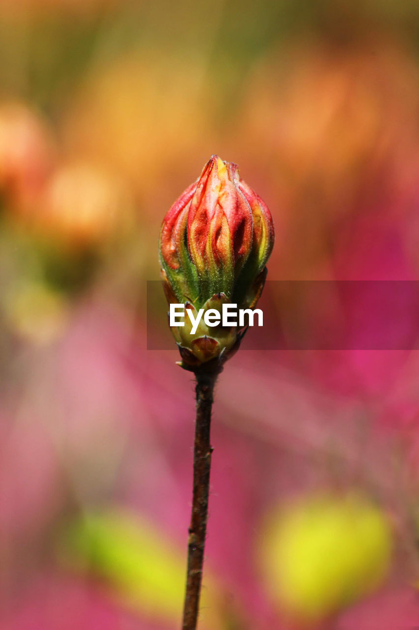 Close-up of pink flower bud