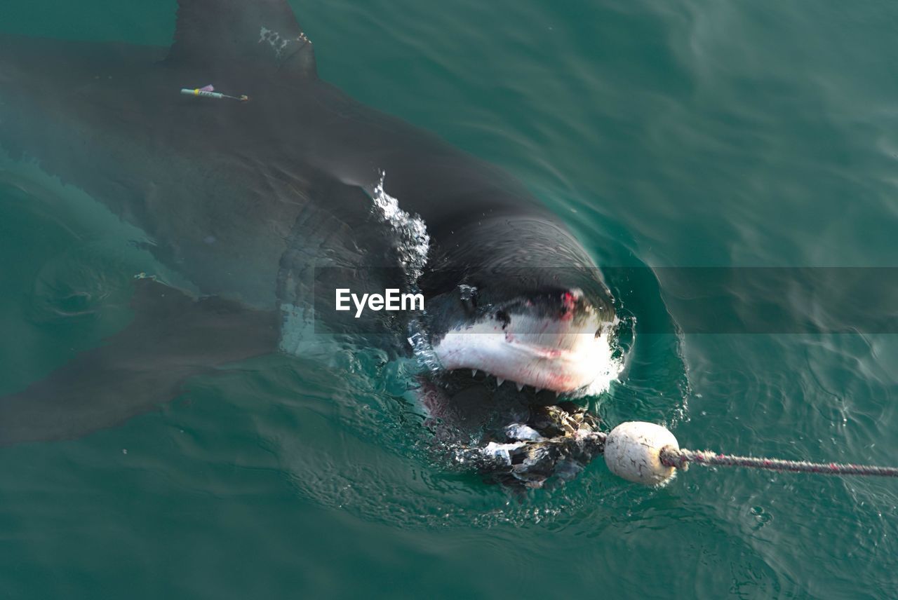 HIGH ANGLE VIEW OF UNDERWATER IN SEA