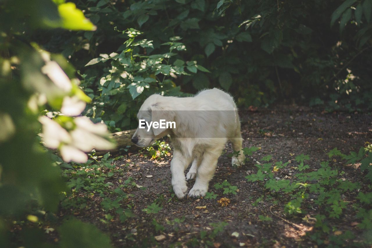 VIEW OF DOG STANDING ON FIELD