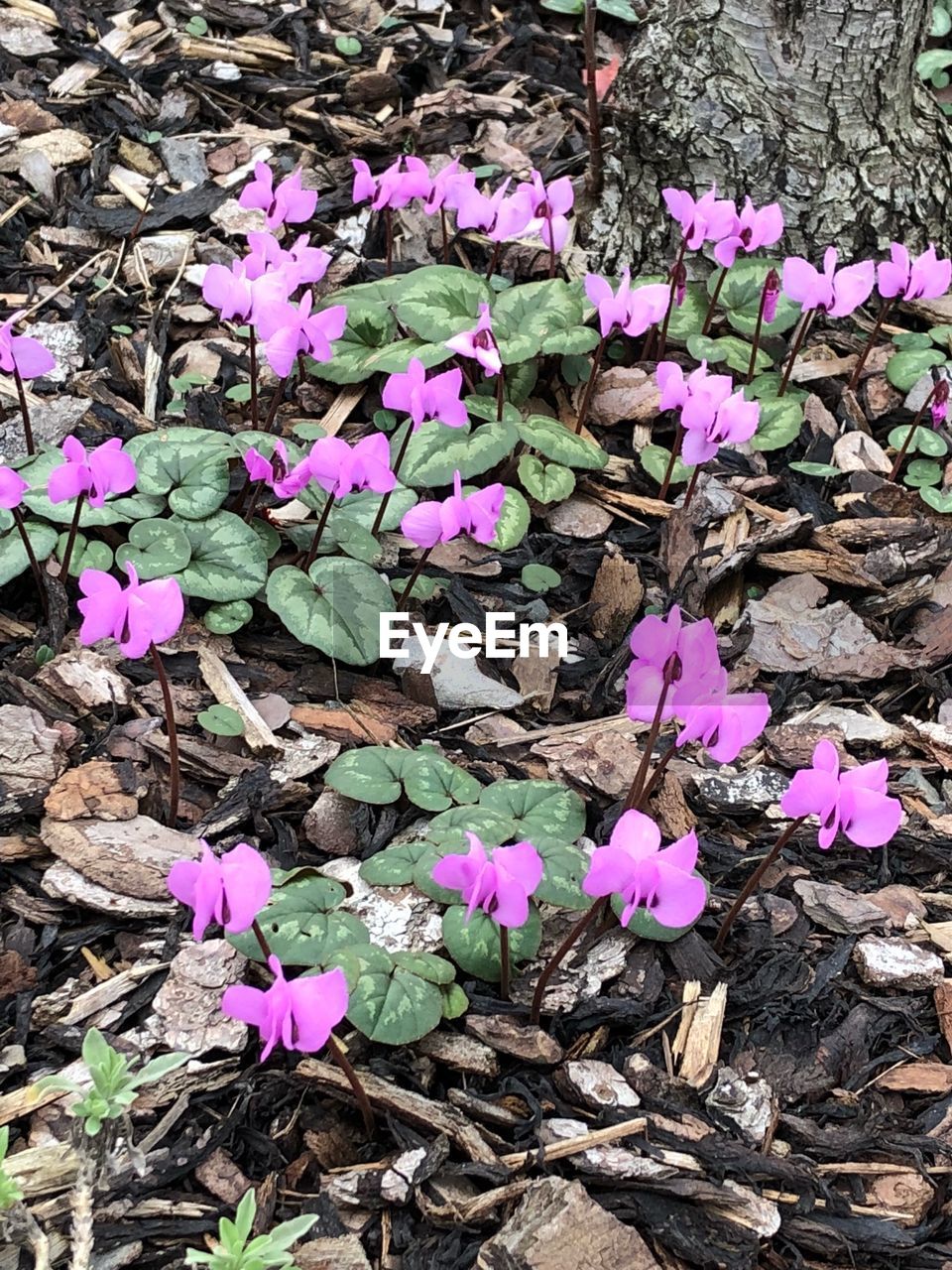 HIGH ANGLE VIEW OF CROCUS FLOWERS BLOOMING ON FIELD