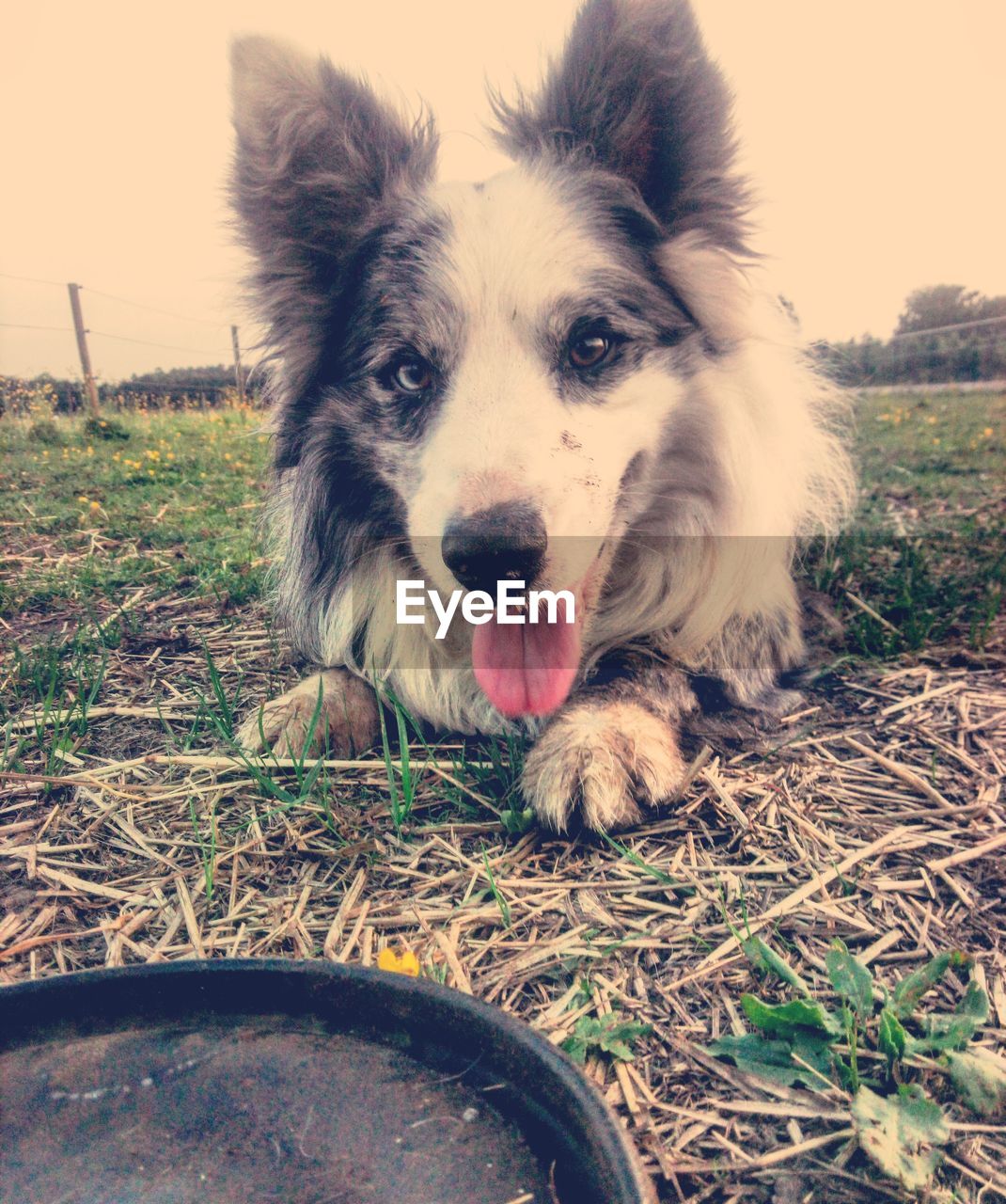 Close-up portrait of dog sticking out tongue on land