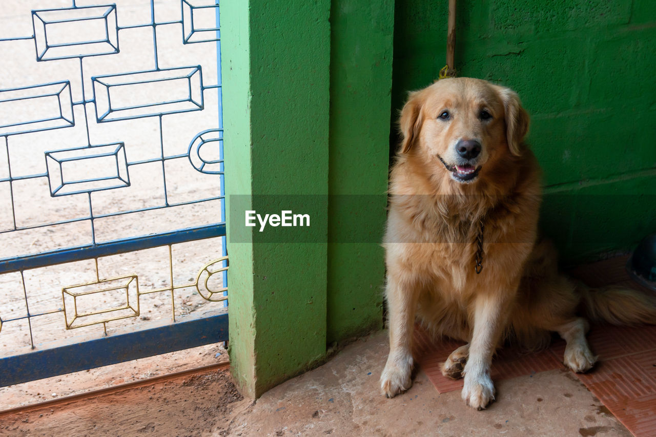 PORTRAIT OF DOG LOOKING AT ENTRANCE