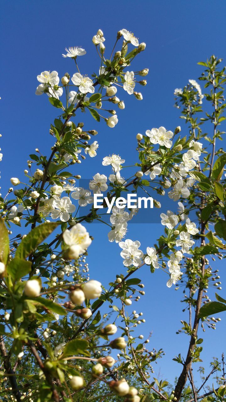 LOW ANGLE VIEW OF CHERRY BLOSSOM TREE AGAINST BLUE SKY