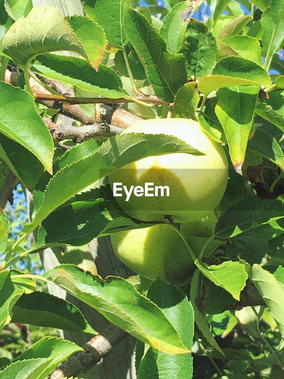 CLOSE-UP OF APPLES ON TREE