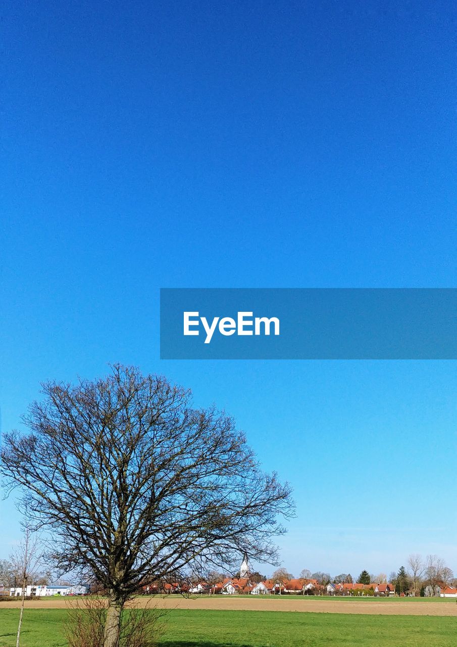 TREES ON FIELD AGAINST BLUE SKY