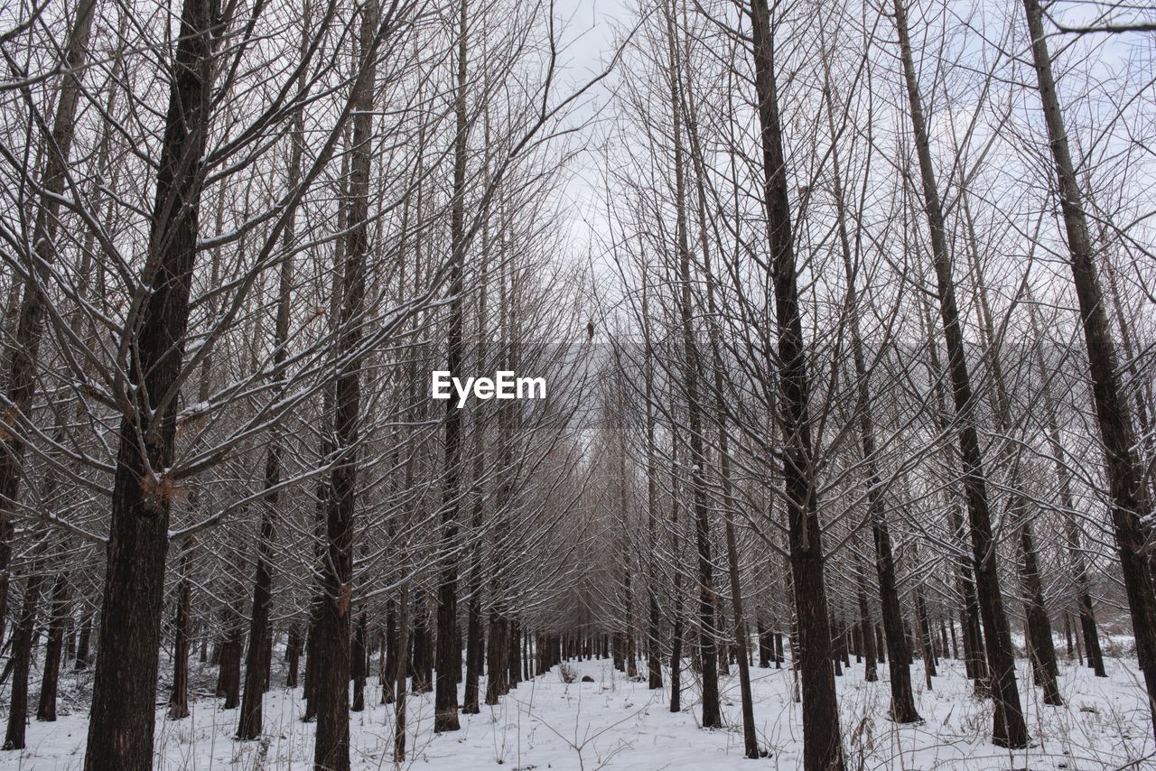 Trees on snow covered land during winter