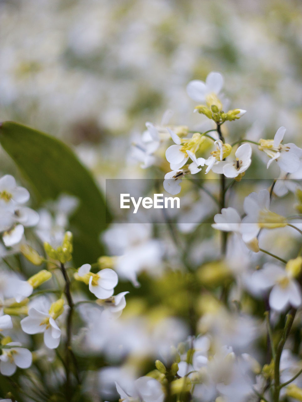 CLOSE-UP OF WHITE FLOWERS ON TREE