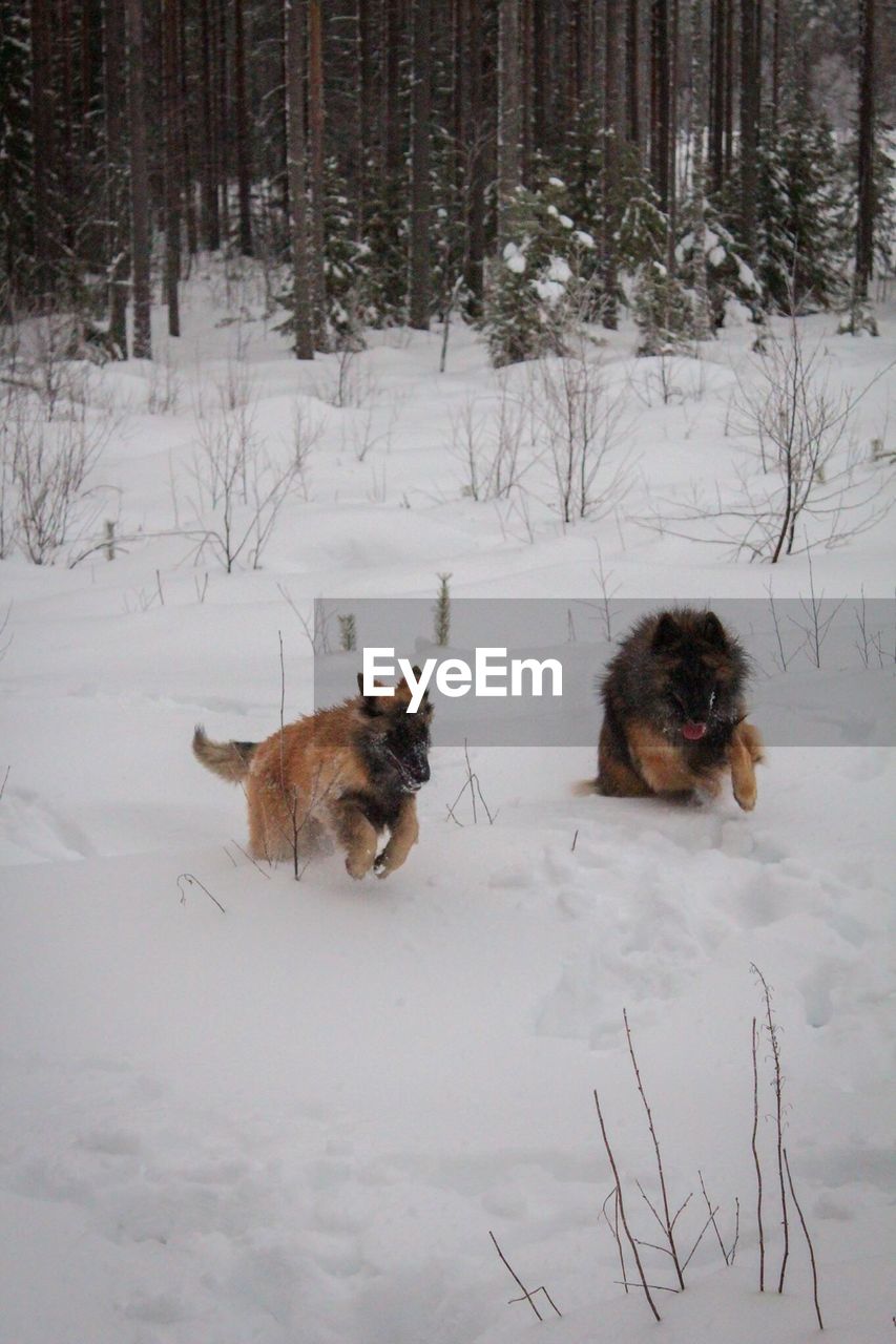 DOG ON SNOWY FIELD DURING WINTER