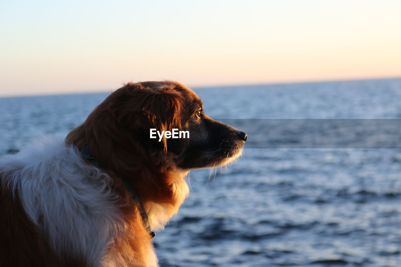 DOG LOOKING AT SEA