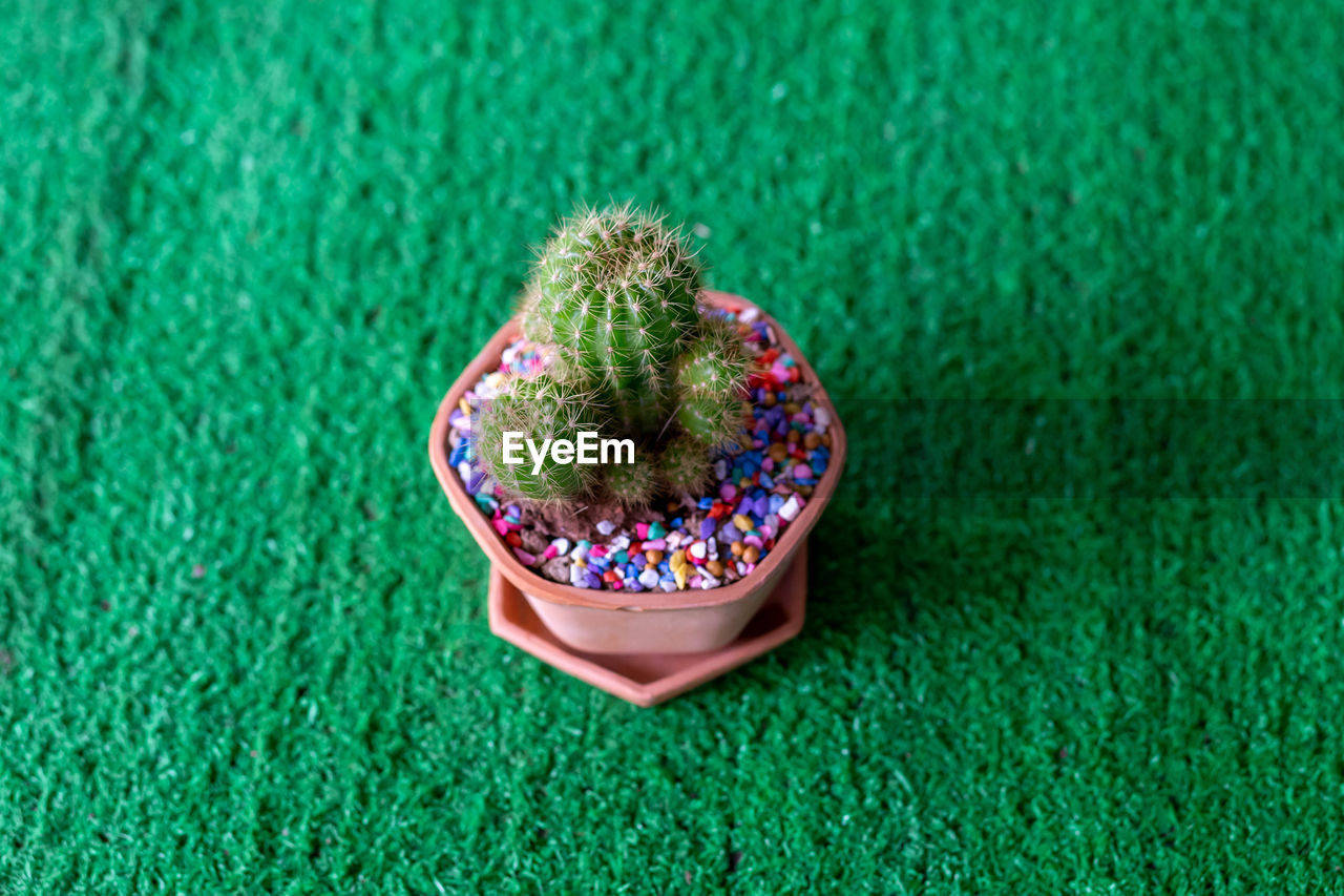 HIGH ANGLE VIEW OF SMALL CACTUS GROWING IN FIELD