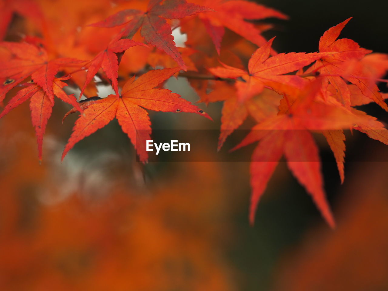 Close-up of maple leaves during autumn