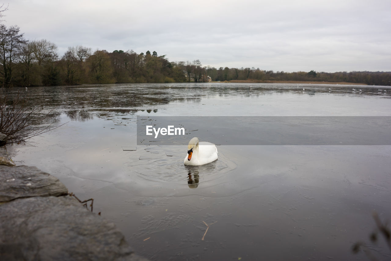 SWAN ON LAKE