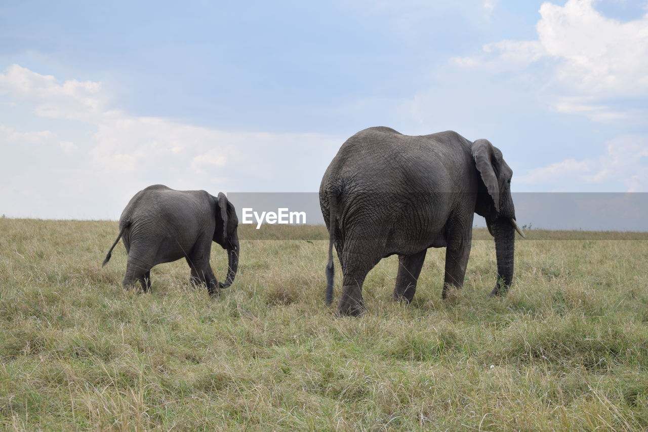 Mother elephant and baby elephant walking in maasai mara game reserve, kenya