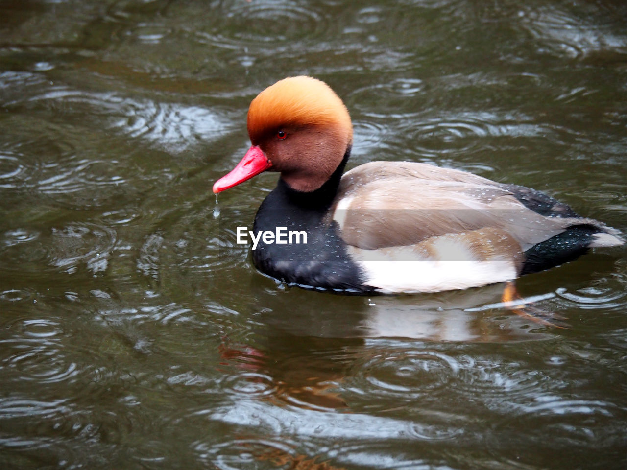 SWAN IN A LAKE