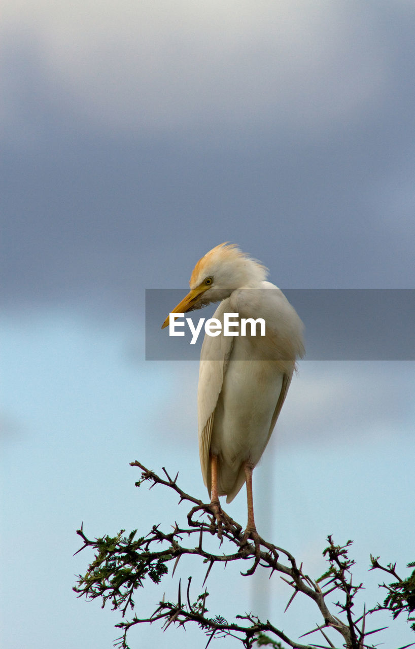 Low angle view of egret bird perching on a tree
