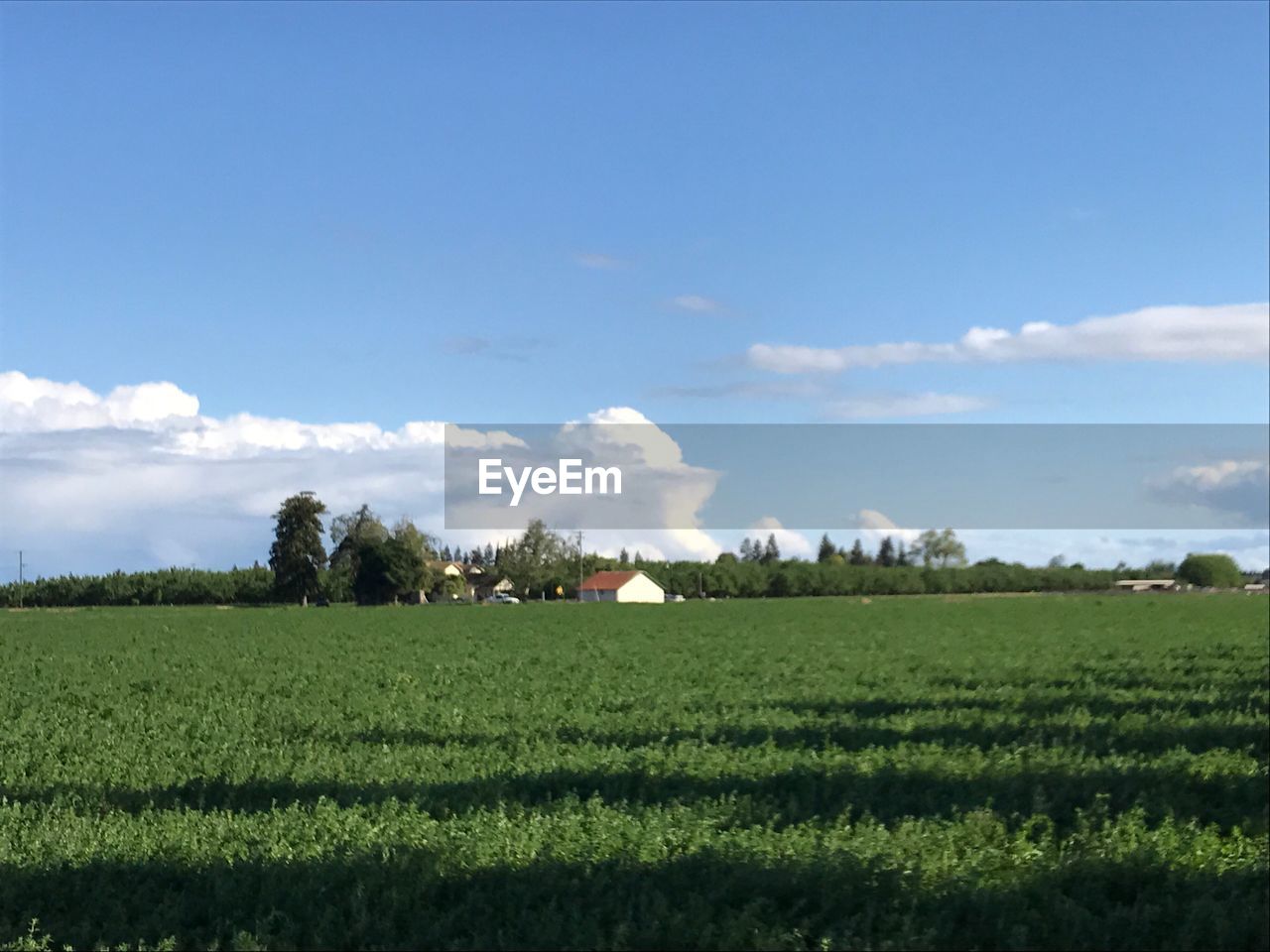 AGRICULTURAL FIELD AGAINST SKY