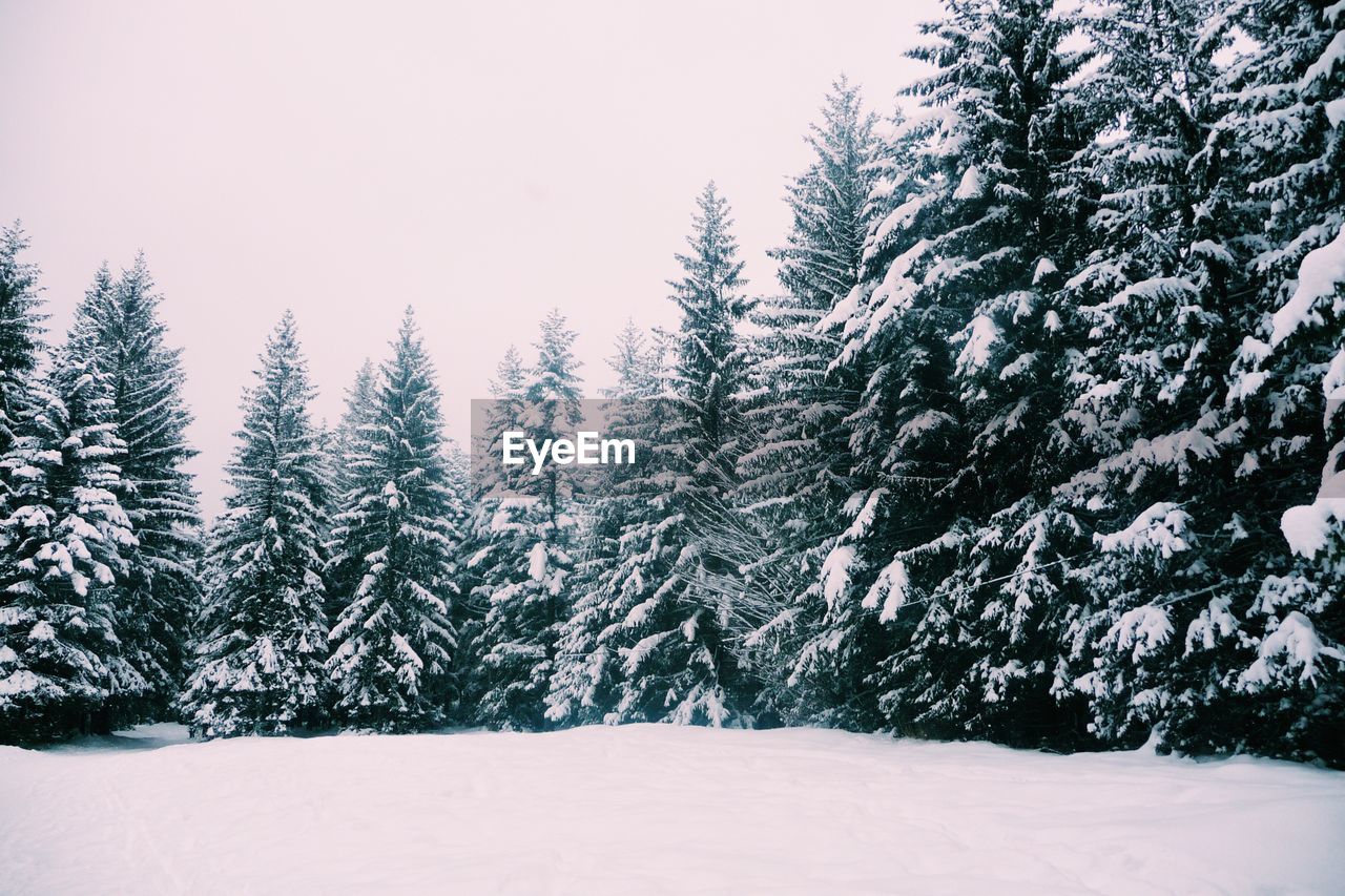 Snow covered trees on landscape against clear sky