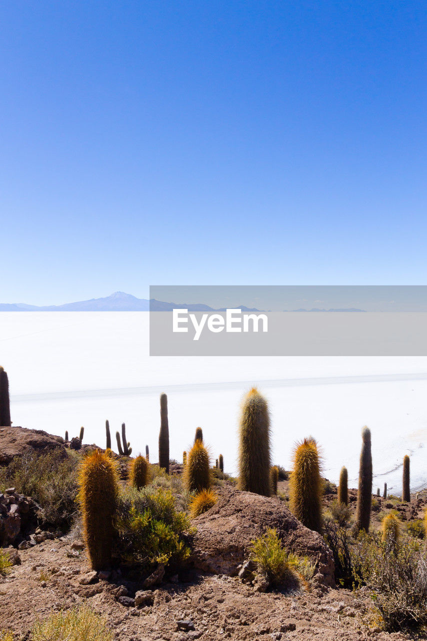 scenic view of beach against clear blue sky