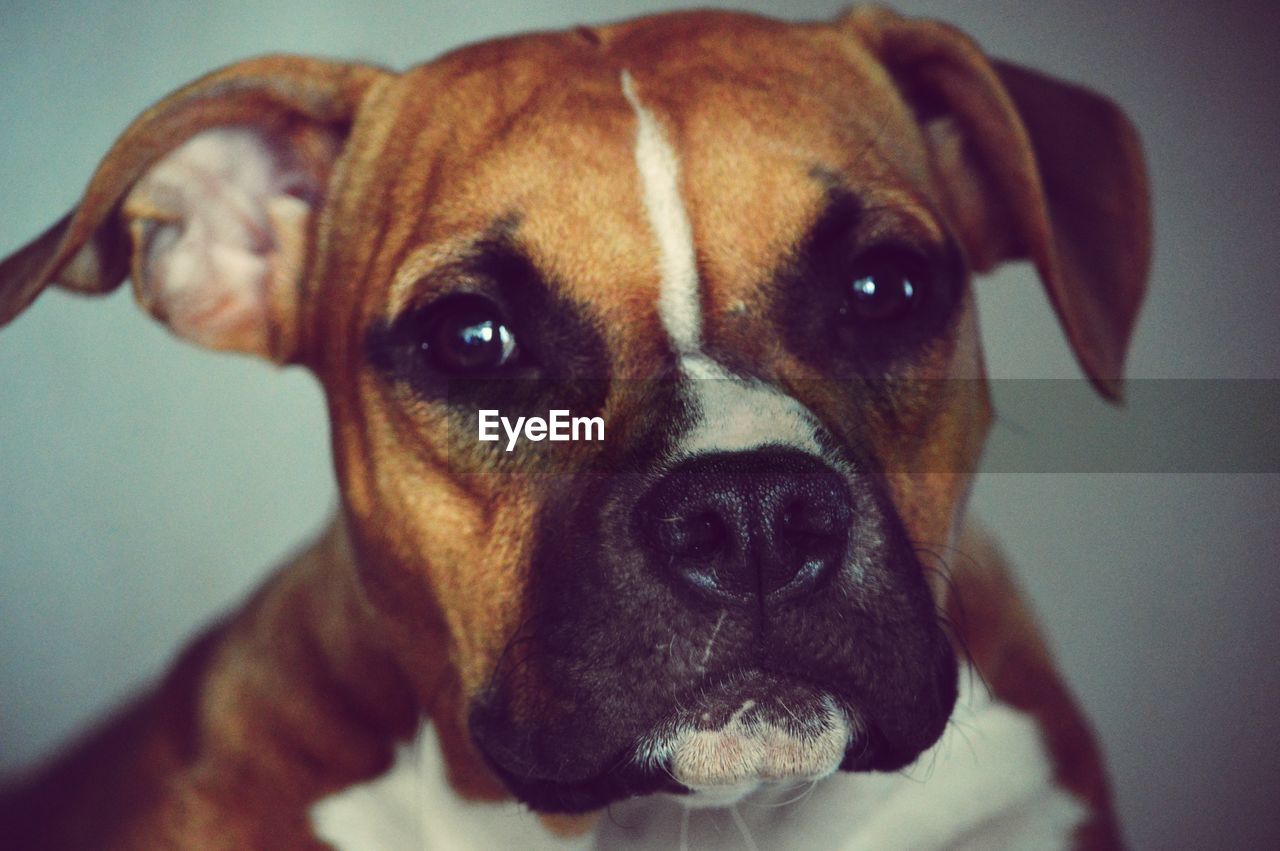 CLOSE-UP PORTRAIT OF DOG LOOKING AWAY