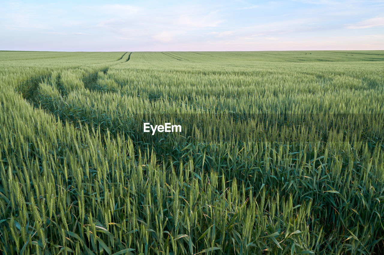 CROPS GROWING ON FIELD AGAINST SKY