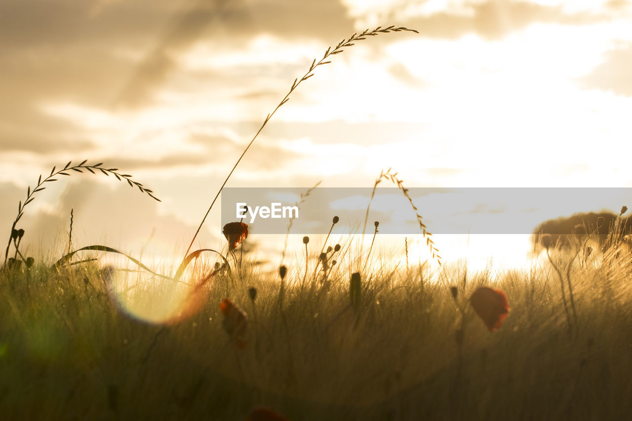 SILHOUETTE PLANTS ON FIELD AGAINST SUNSET SKY