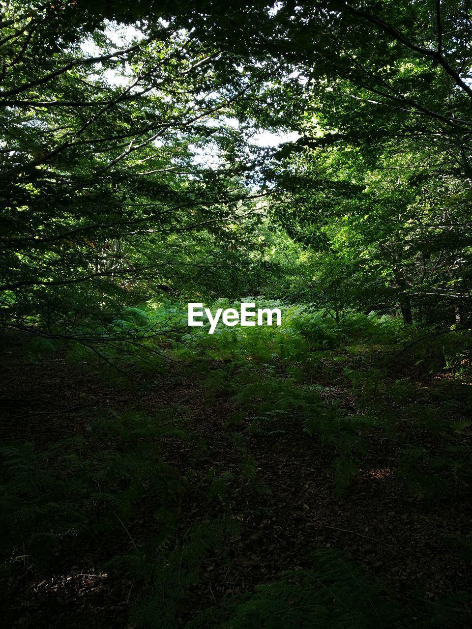 PLANTS GROWING IN FOREST
