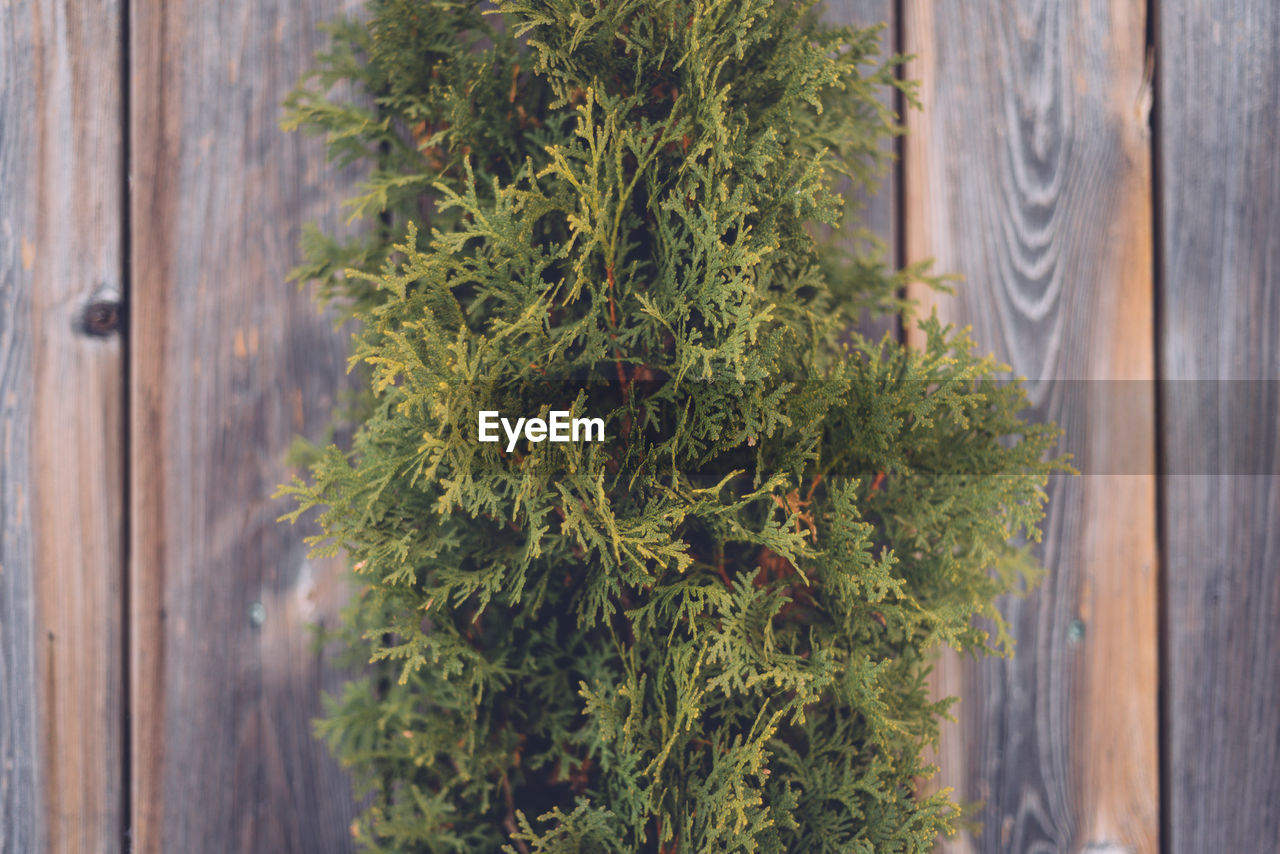 Close-up of plants