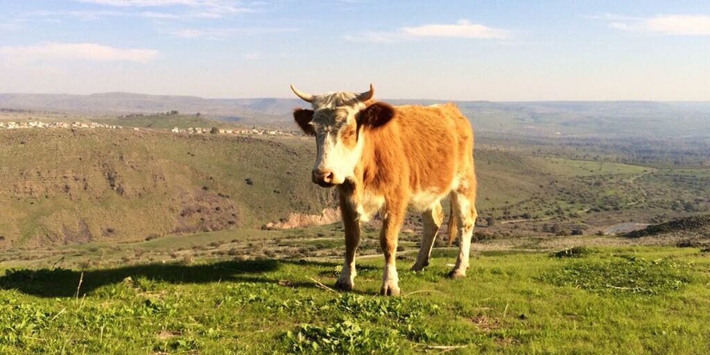 Cow on grassy field