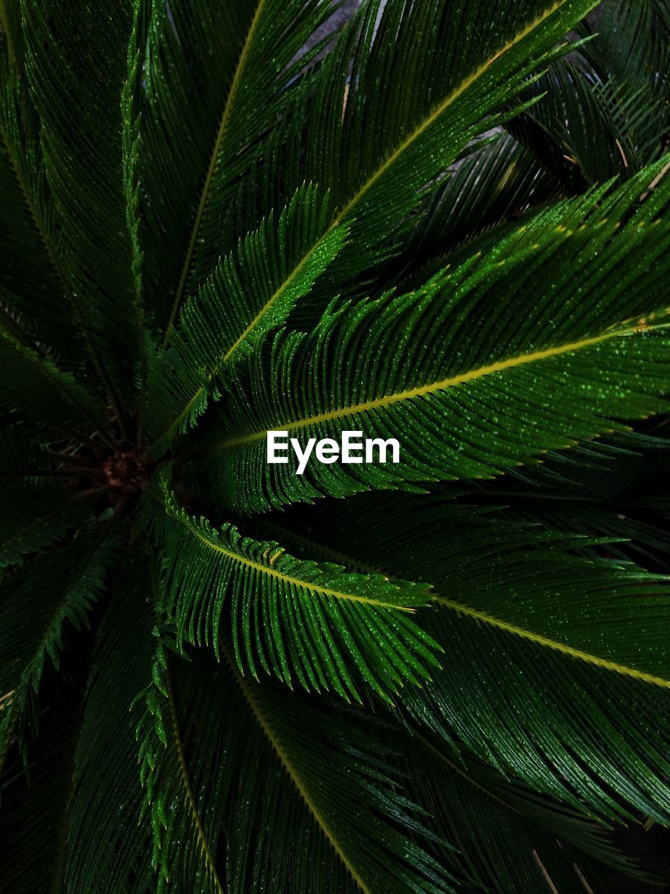 Full frame shot of palm leaves