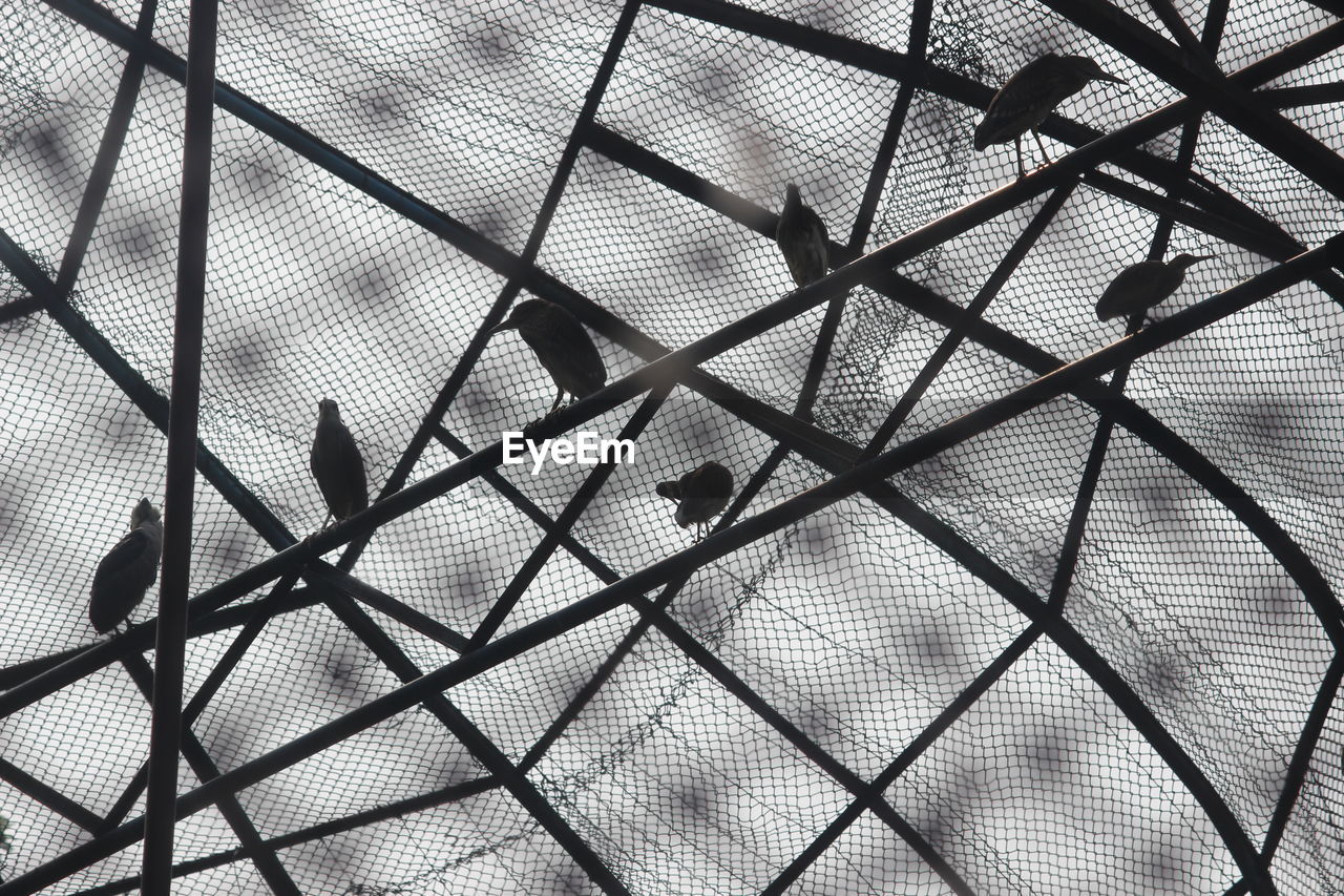 Low angle view of silhouette birds perching on metal against built structure