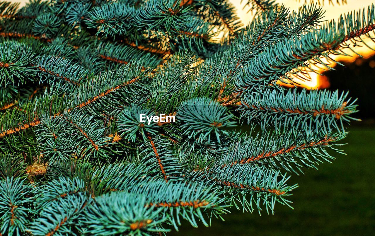 Close-up of pine tree branch