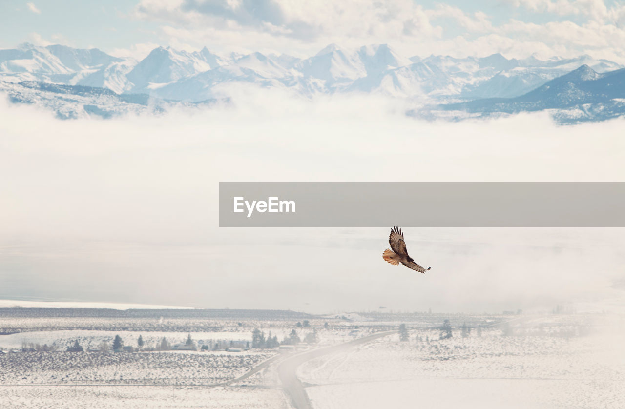 Bird flying over landscape against sky during winter