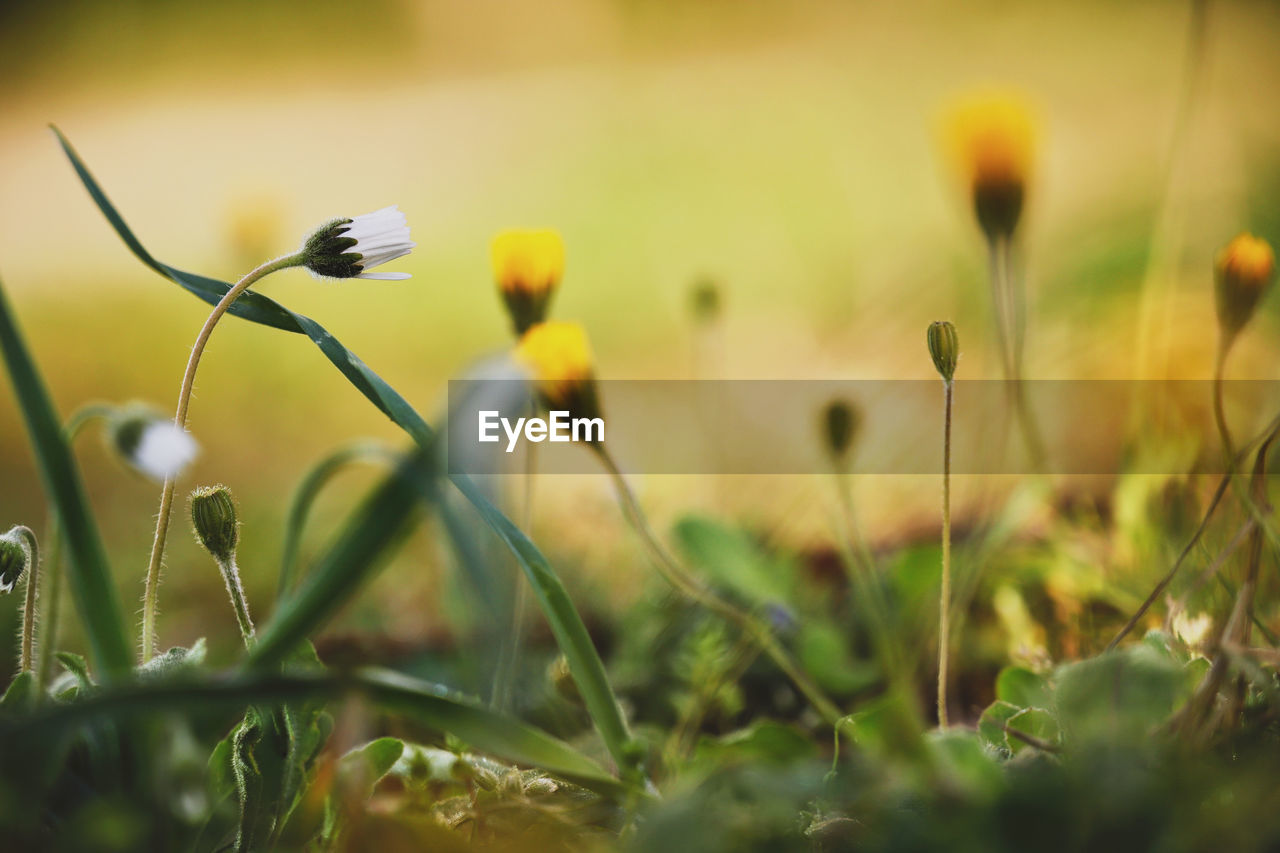 Beautiful Beautiful Nature Flowers,Plants & Garden Grass Growth Life Plants Wonderful Beauty In Nature Flower Flowers Garden Lovely Outdoors Pastel Selective Focus Spring Springtime This Is Natural Beauty