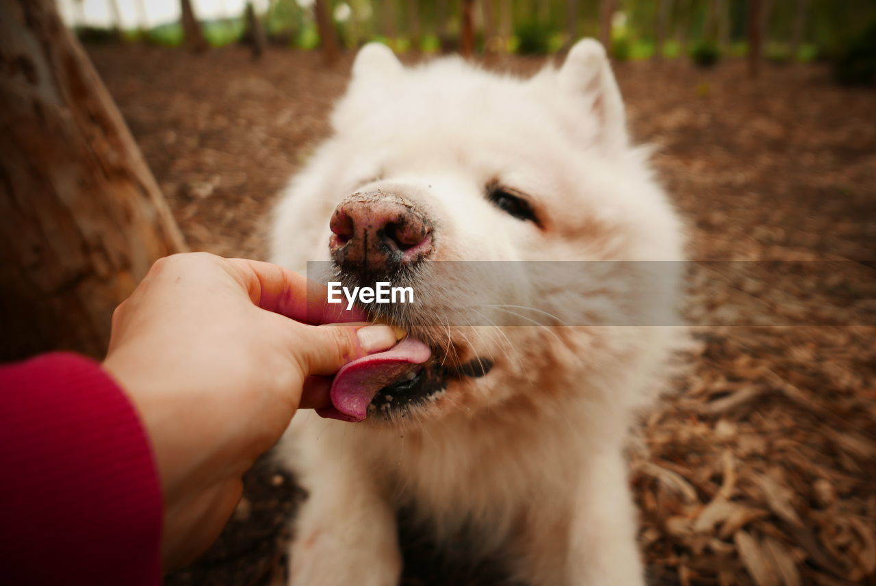 CLOSE-UP OF HAND HOLDING DOG WITH MOUTH