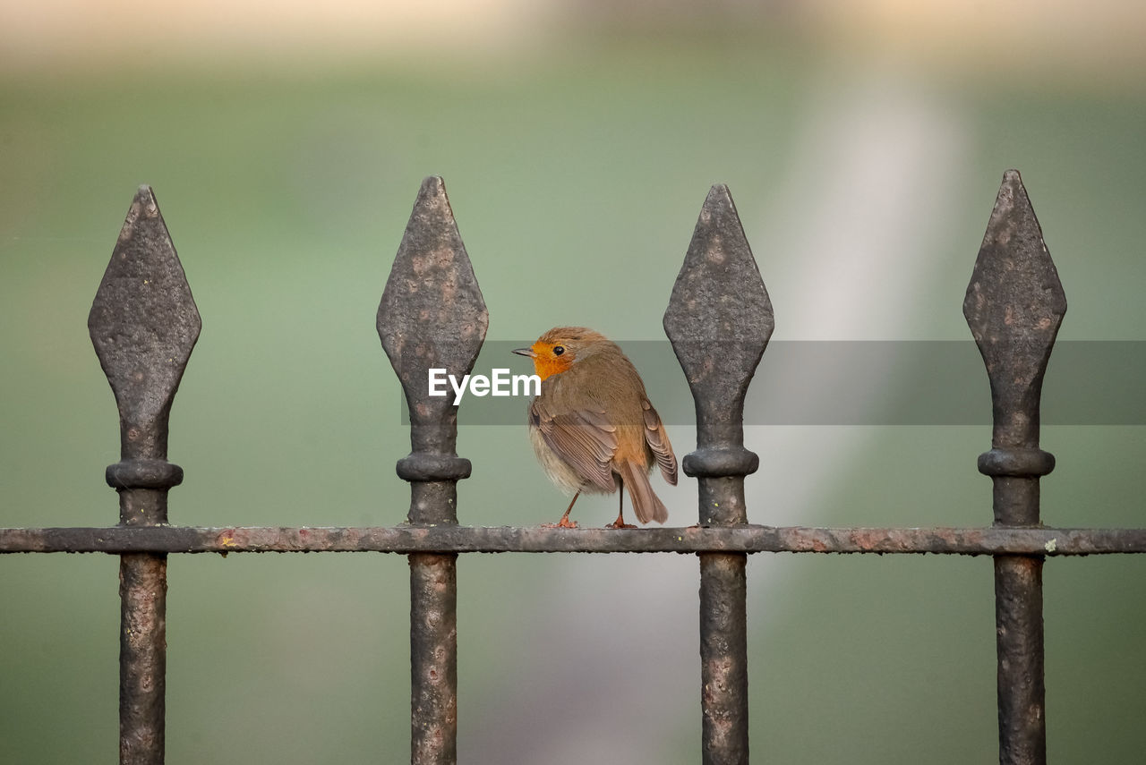 CLOSE-UP OF BIRDS PERCHING ON FENCE