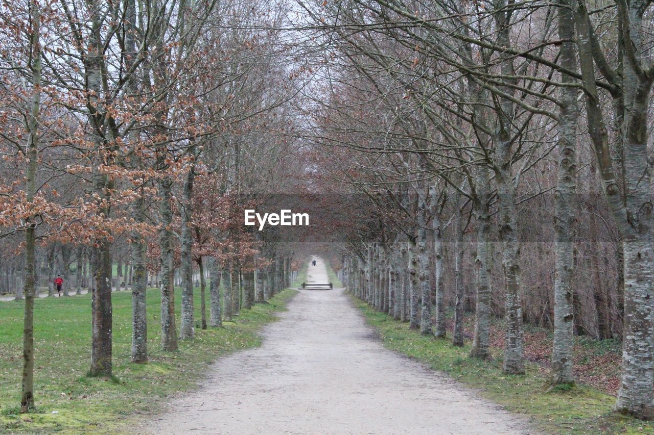 Footpath amidst trees in forest