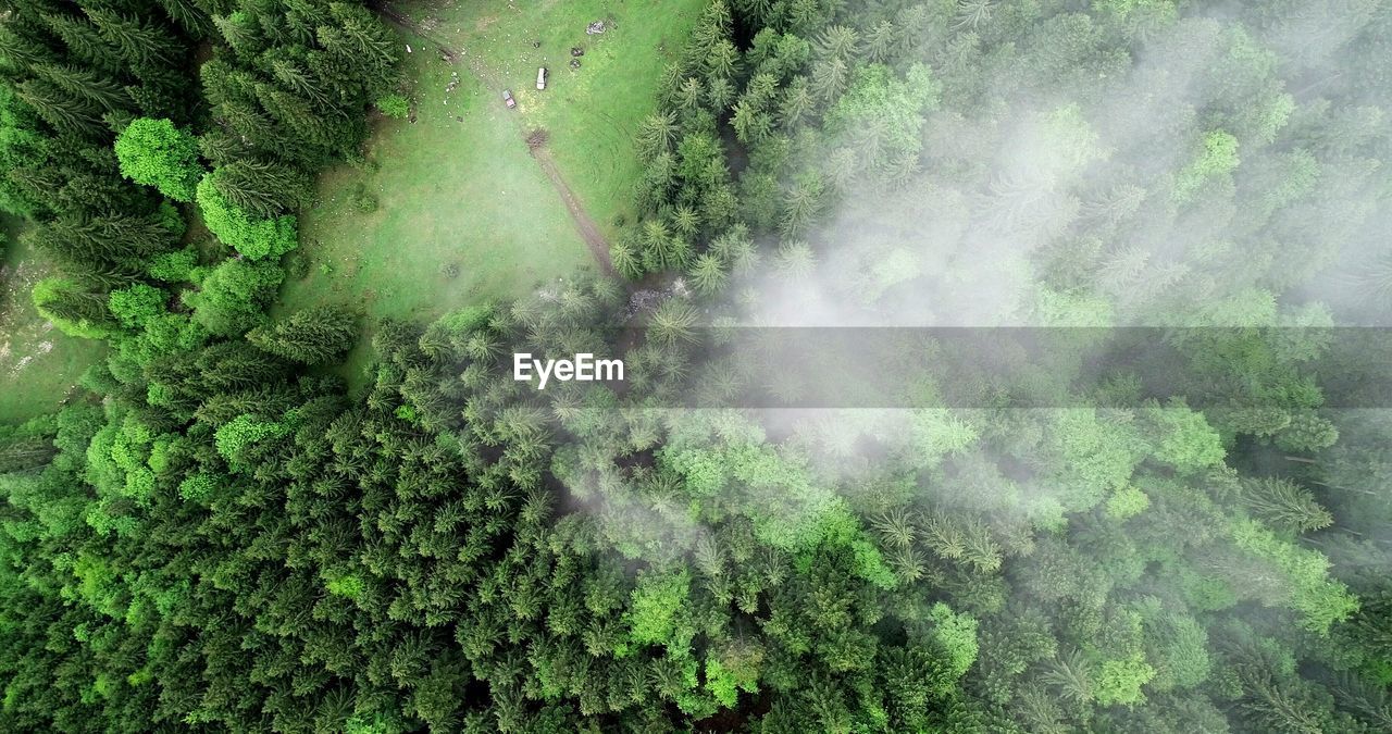 High angle view of trees in forest