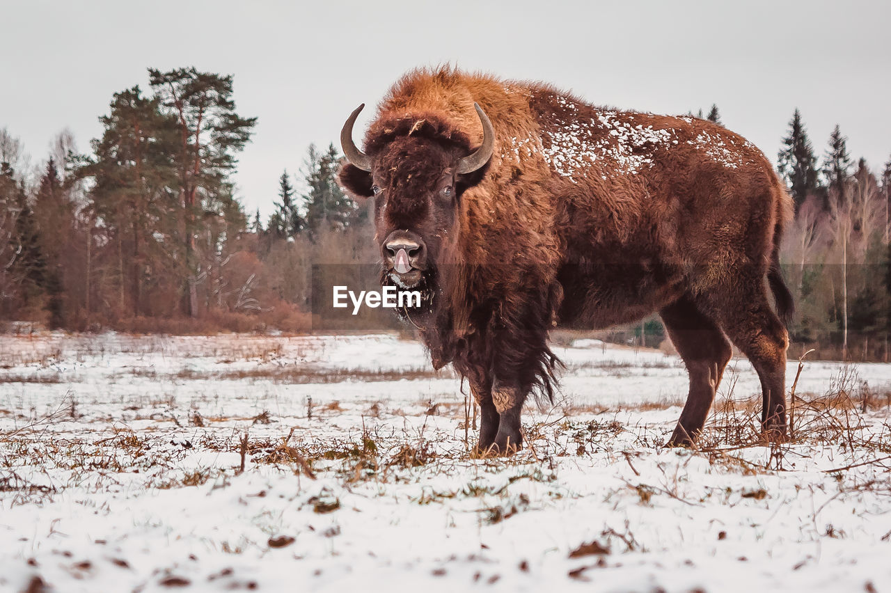 A bison licks its nose with its tongue standing on the snow of a winter field