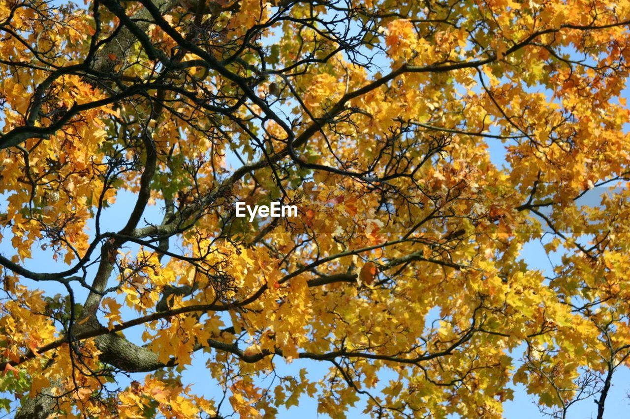 LOW ANGLE VIEW OF TREES AGAINST SKY DURING AUTUMN